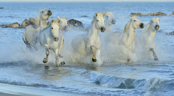 Lopende witte paarden — Stockfoto