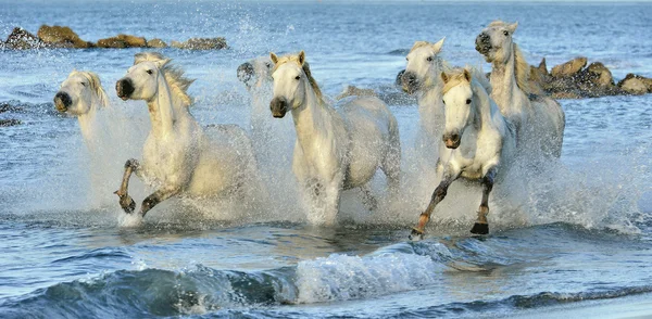 Correre Cavalli bianchi — Foto Stock