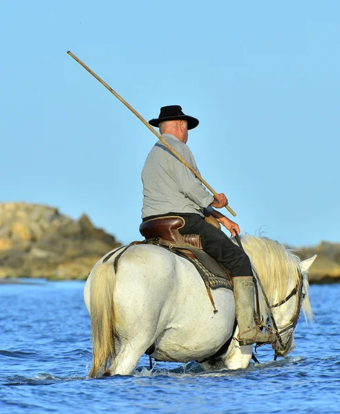 Raider a Camargue bílá koně na vodě — Stock fotografie