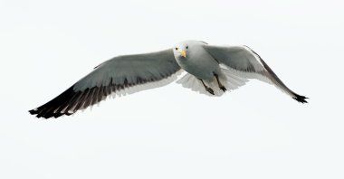 Esmer su yosunu martı (Larus dominicanus uçan)