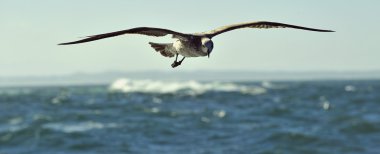 Esmer su yosunu martı (Larus dominicanus uçan)