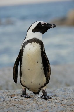  Afrika pengueni