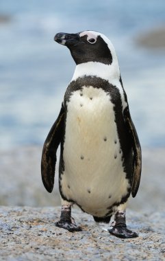 Afrika penguen yürüyüş