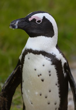 Afrika penguen yürüyüş