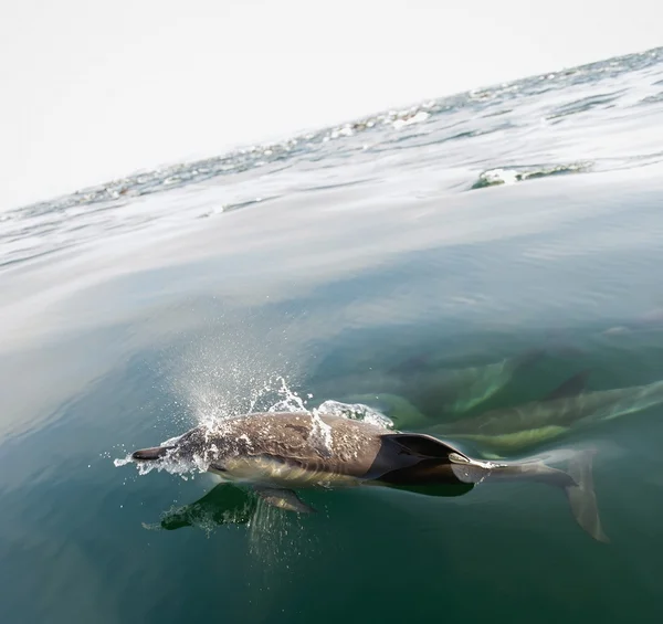 Group of dolphins, swimming in the ocean — Stock Photo, Image