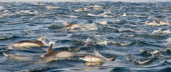 Csoportja a delfinek, úszni az óceánban — Stock Fotó