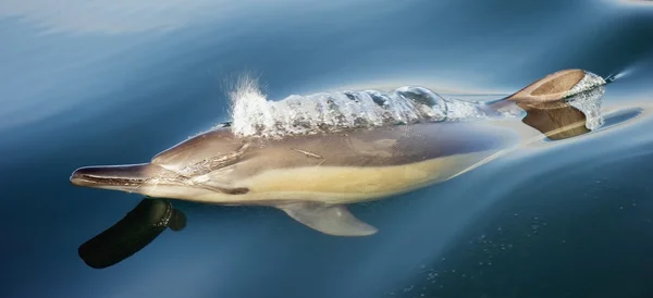 Delfin biorąc oddech — Zdjęcie stockowe
