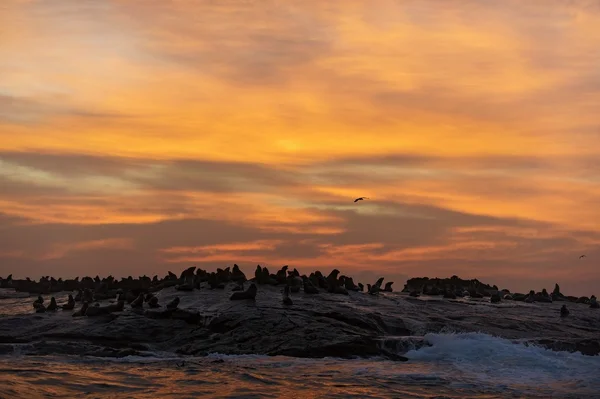Силуэт тюленя на фоне восхода солнца — стоковое фото