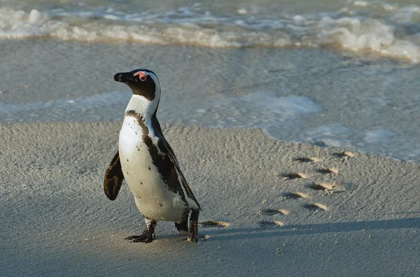 Pingüino africano andante — Foto de Stock