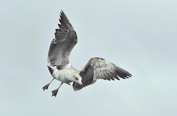 Latająca mewa Południowa (Larus dominicanus) — Zdjęcie stockowe