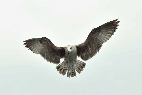 Που φέρουν kelp Γλάρος (Larus dominicanus) — Φωτογραφία Αρχείου