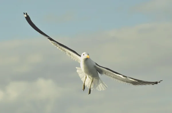 Möwen (larus dominicanus)) — Stockfoto