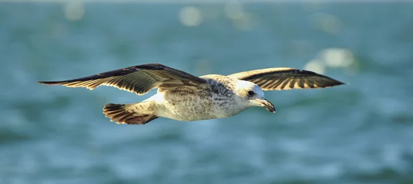 Möwen (larus dominicanus)) — Stockfoto