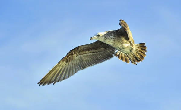 Letící Racek (Larus dominicanus) — Stock fotografie