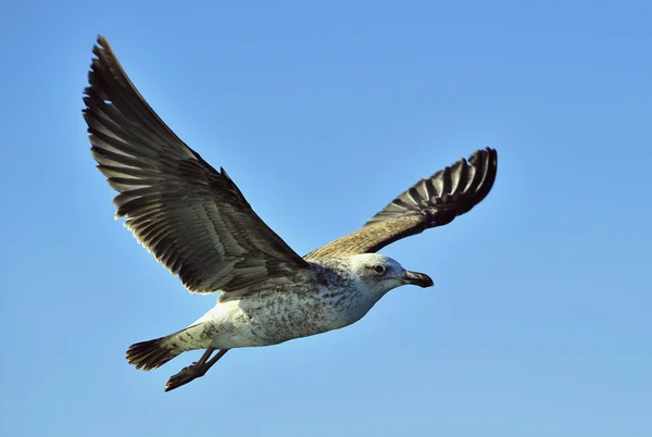 Flying kelp gull (Larus dominicanus) — Stock Photo, Image