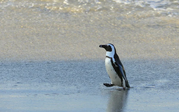 Pingüino africano andante — Foto de Stock