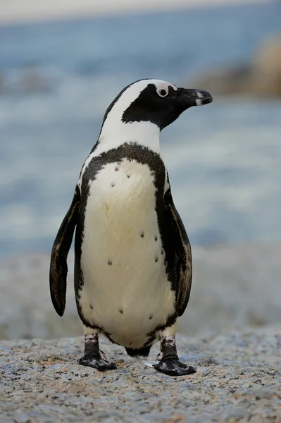 アフリカのペンギン — ストック写真