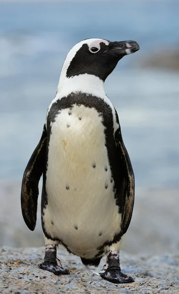 African penguin — Stock Photo, Image