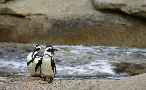 African penguins — Stock Photo, Image