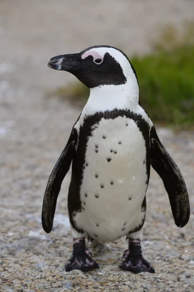 Pingüino africano — Foto de Stock