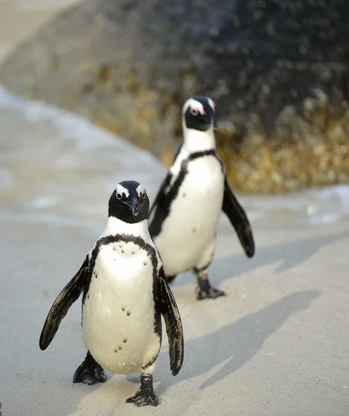 Pinguins africanos (spheniscus demersus ) — Fotografia de Stock