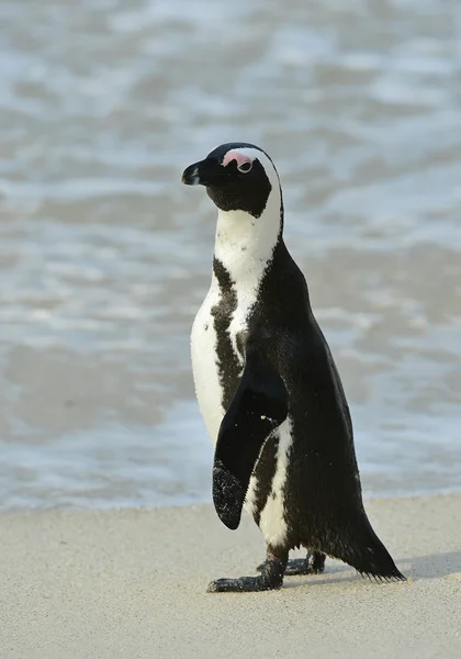 Tučňák brýlový — Stock fotografie