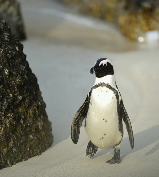 Pinguim africano ambulante — Fotografia de Stock