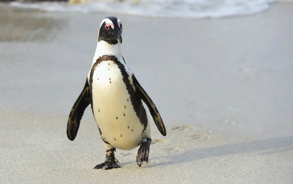 Pinguim africano ambulante — Fotografia de Stock