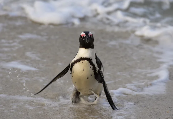 Pinguino africano che cammina — Foto Stock