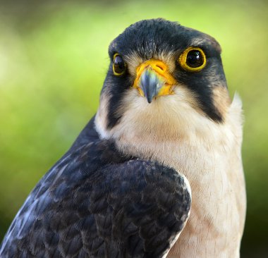 The lanner falcon (Falco biarmicus)  clipart