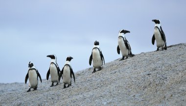 Afrika penguenler (Spheniscus Demersus)