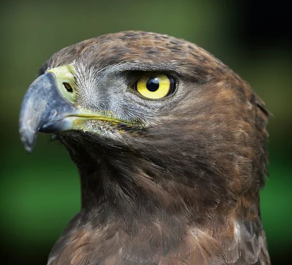 Close-up photo of a Martial Eagle. — Stock Photo, Image