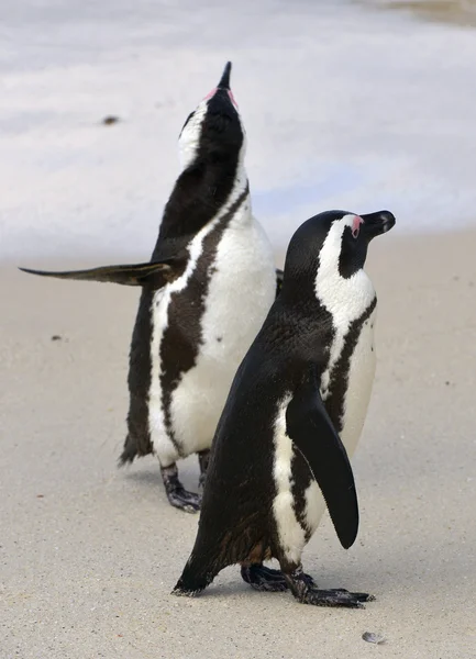 Walking African penguins (spheniscus demersus) — Stock Photo, Image