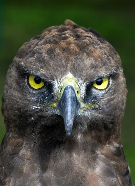 Close-up photo of a Martial Eagle. — Stock Photo, Image