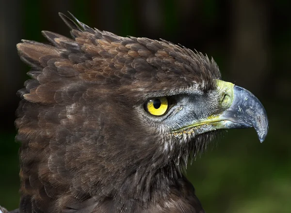 Close-up photo of a Martial Eagle. — Stock Photo, Image