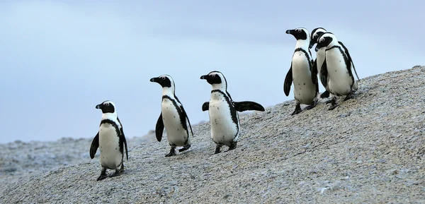 Pingüinos africanos (spheniscus demersus ) — Foto de Stock