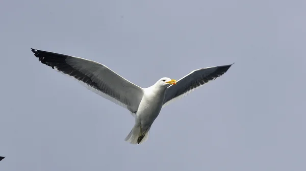 Flying kelp gull (Larus dominicanus) — Stock Photo, Image