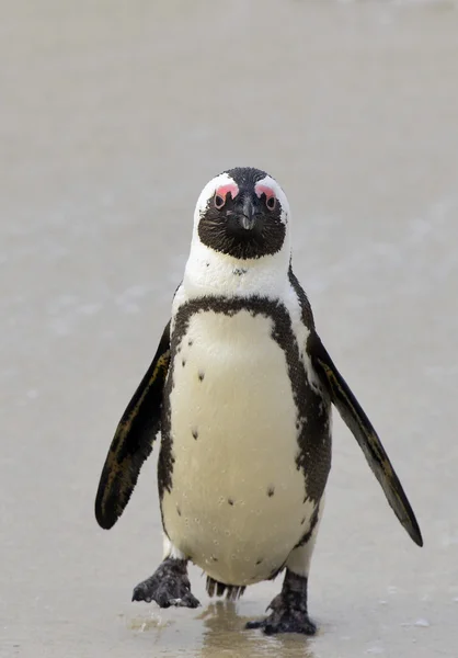 Pinguino africano (Spheniscus demersus) — Foto Stock