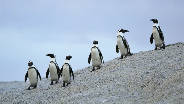 Pinguini africani (spheniscus demersus ) Foto Stock