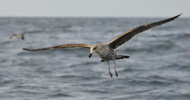 Esmer su yosunu martı (Larus dominicanus uçan)