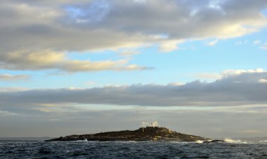 Seal Island near Cape Town clipart