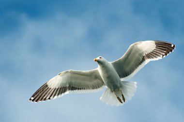 Esmer su yosunu martı (Larus dominicanus uçan)