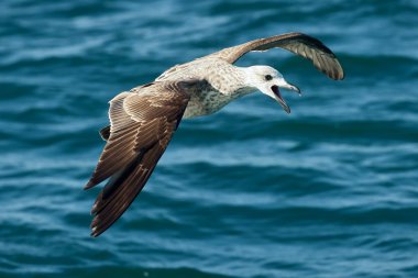 Esmer su yosunu martı (Larus dominicanus uçan)