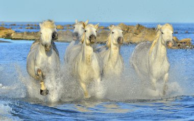 Çalışan beyaz at
