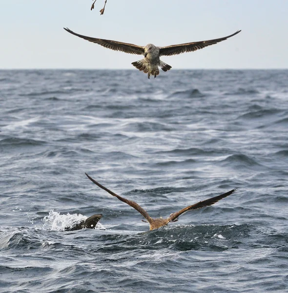 Aleta de un gran tiburón blanco y gaviotas — Foto de Stock