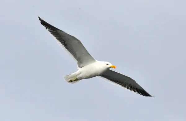 Flygande kelp mås (Larus dominicanus) — Stockfoto