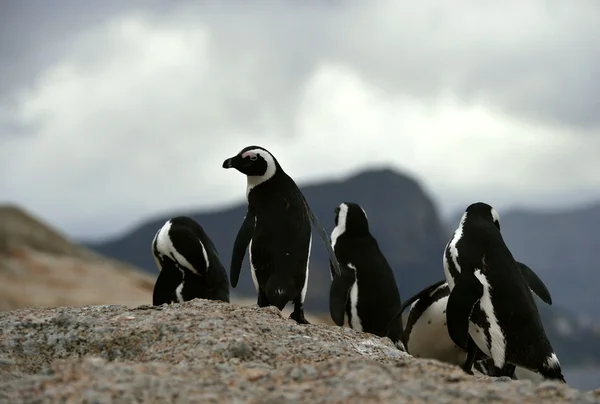 Pingüinos africanos en crepúsculo en la roca . —  Fotos de Stock
