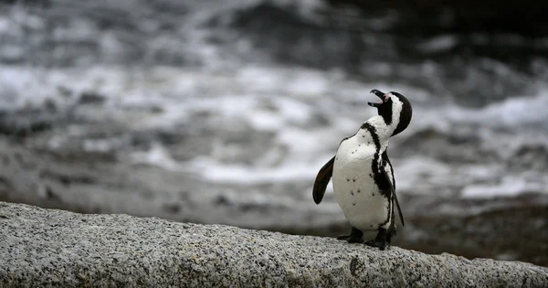 Pingwin przylądkowy w zmierzchu. — Zdjęcie stockowe