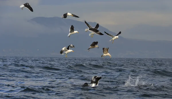 Fin of a Great white shark and Seagulls — Stock Photo, Image