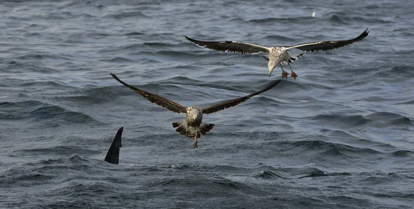 Aleta de un gran tiburón blanco y gaviotas — Foto de Stock